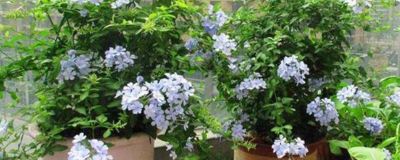 蓝雪花夏天可以暴晒吗 蓝雪花耐晒耐高温吗