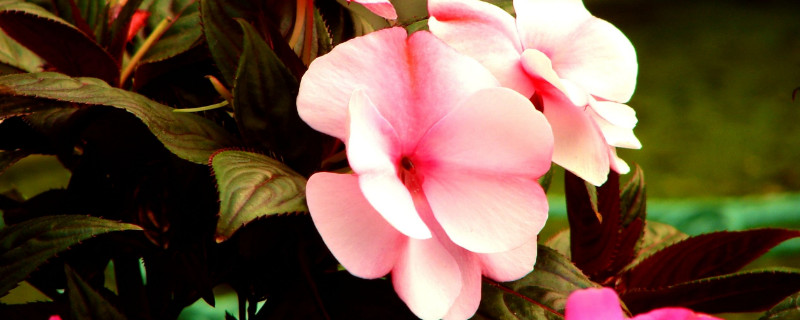 凤仙花叶子卷边干枯（凤仙花叶子卷起来了）