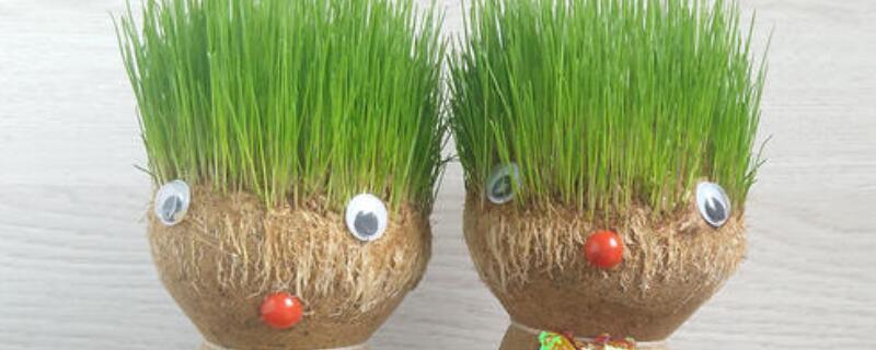 草头娃娃怎么种植 草头娃娃怎么种植记录表怎么写