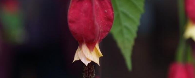 蔓性风铃花怎么修剪 蔓性风铃花如何修剪