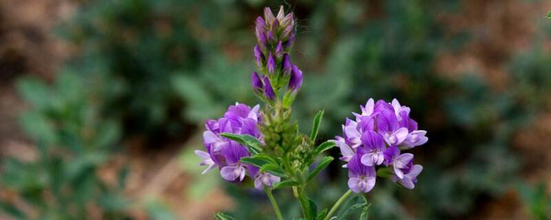 苜蓿什么时候种（苜蓿什么时候种植）