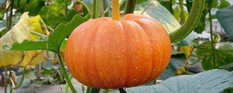 南瓜只开花不结果是什么原因（为啥南瓜只开花不结果）