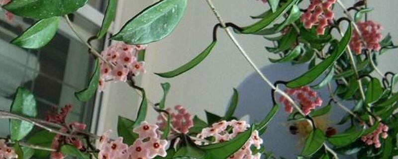 球兰僵苗怎么办 球兰花蔫了怎么办