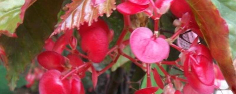 竹节海棠换盆后的养护 刚买回来的竹节海棠怎么换盆