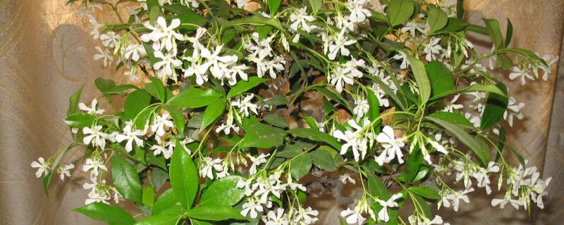 风车茉莉如何修剪（风车茉莉如何修剪球形）