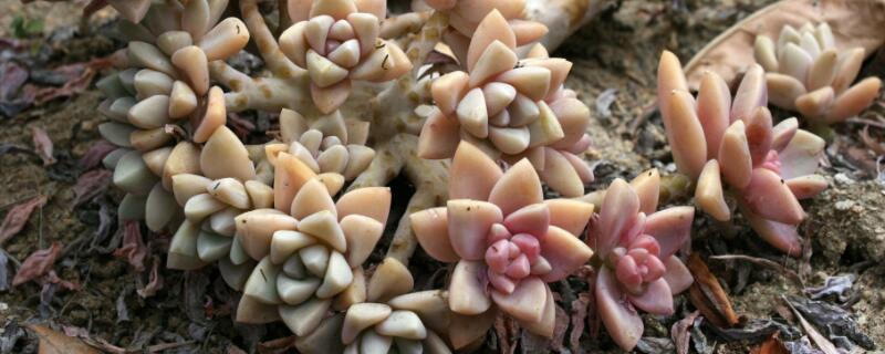 多肉落叶子怎么回事（多肉 落叶）