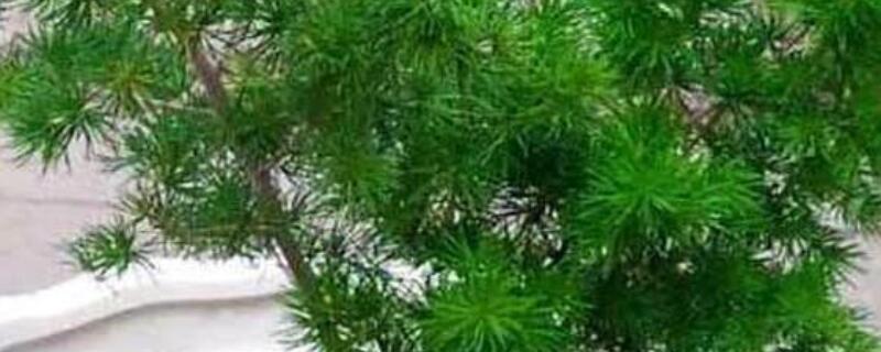 蓬莱松怎么养能长粗 蓬莱松怎么养才能更旺盛