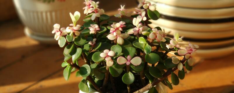 金枝玉叶怎么养成老桩 金枝玉叶怎么养成老桩盆栽