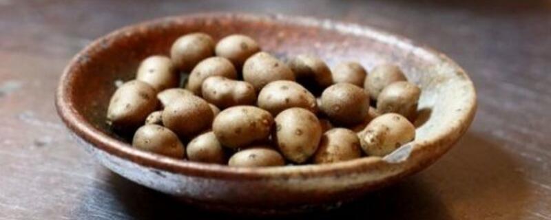 山药豆的种植时间（山药豆什么时间种植）