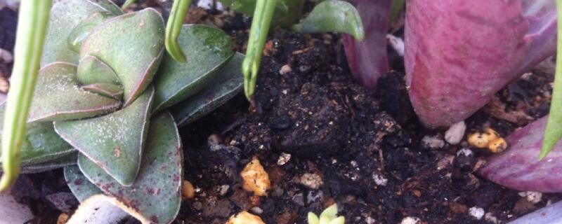多肉植物黑腐怎么办(多肉植物黑腐病怎么办)