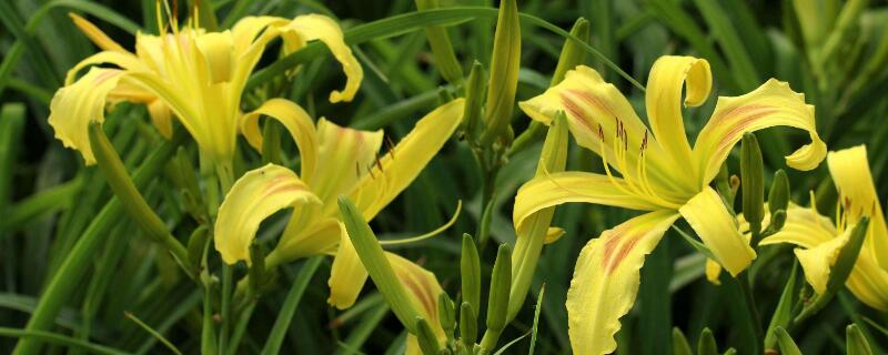 大花萱草不开花的原因 萱草只长叶子不开花