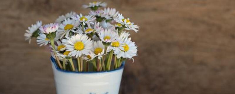 雏菊开花后怎么处理（小雏菊开花后怎么处理）