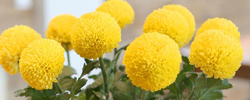 乒乓菊怎么水养（乒乓菊可以放水里养吗）