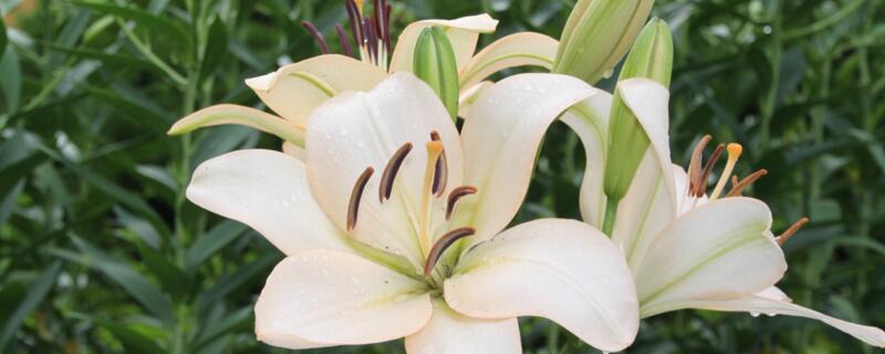 百合盆栽怎么养（百合盆栽怎么养护）