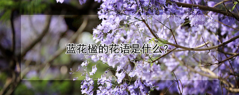 蓝花楹的花语是什么（蓝花楹的花语是什么?）
