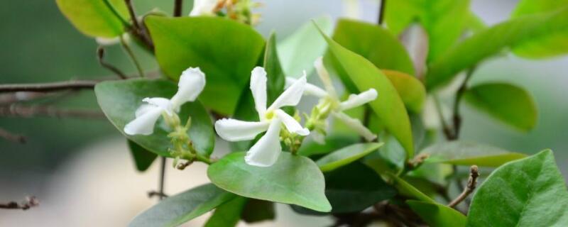 风车茉莉怎么养（风车茉莉怎么养成花墙）