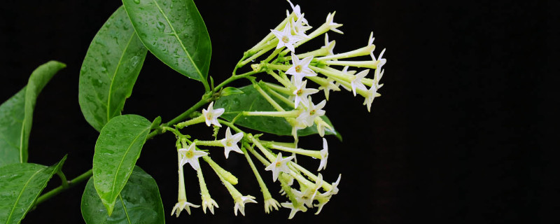 夜来香怎么移植（夜来香如何移植）