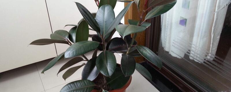 自制橡皮树肥料（橡皮树专用肥）