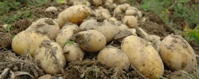 士豆什么时候可以种（士豆什么时候种好）