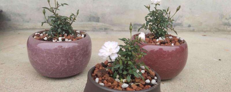 姬月季如何繁殖 姬月季移栽