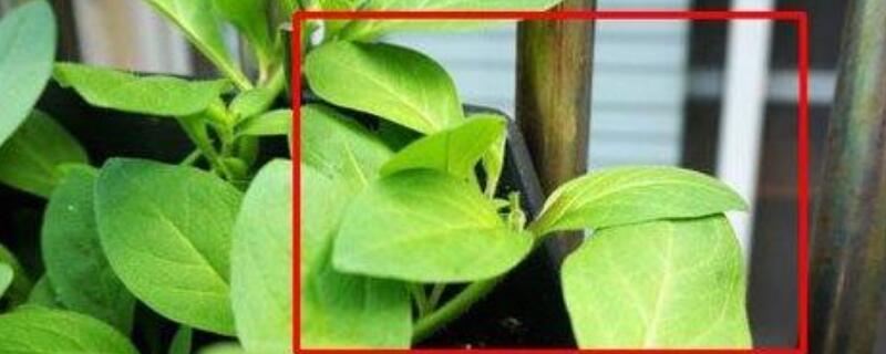 植物打顶后还能长高吗 果树打顶后主干还能长高吗