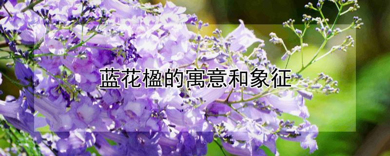 蓝花楹的寓意和象征（蓝花楹的寓意是什么）