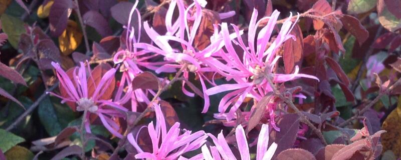 红花继木怎么施肥 红花继木移栽多久可施肥