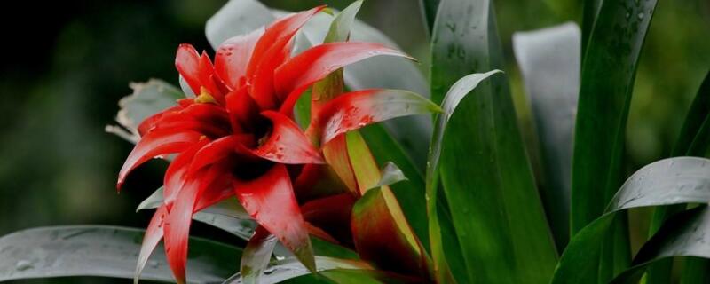 鸿运当头枯萎了补救 鸿运当头枯萎了补救视频