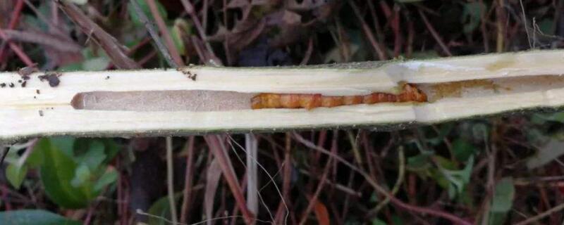 月季茎蜂用什么药 月季茎蜂防治方法