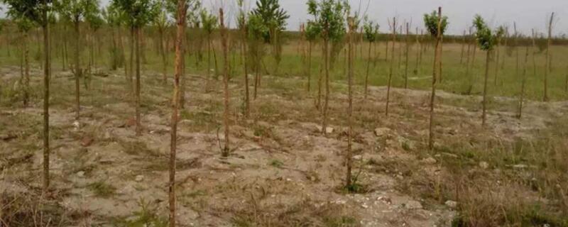 夏天如何种树成活率高 夏天栽树如何成活率高