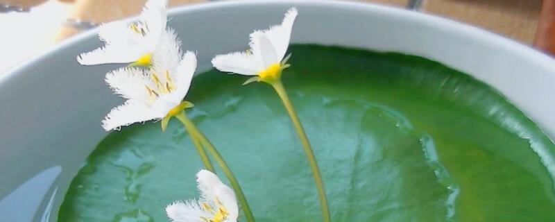 一叶莲叶子发黄腐烂 一叶莲叶片腐烂