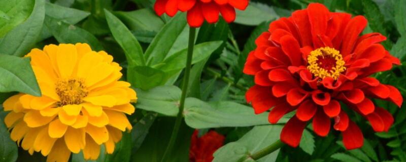 百日草种子要用水泡吗 百日草种子不泡会发芽吗