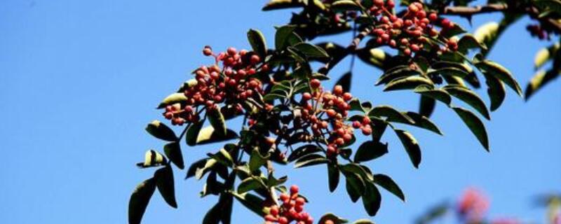 花椒树盆栽养殖方法 花椒树的养殖方法