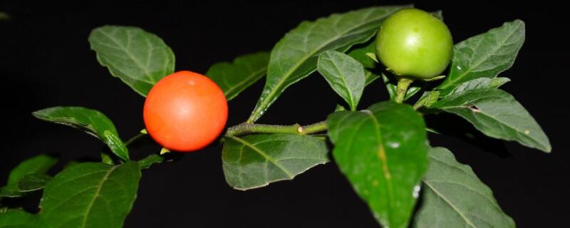 金枣盆裁什么时候换盆（金枣换盆最佳时间）