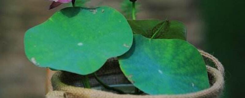 碗莲叶子发黑还能活吗 碗莲叶子发黑腐烂还能成活吗