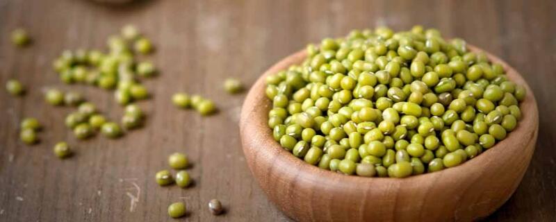 绿豆开花快的方法 绿豆如何开花快