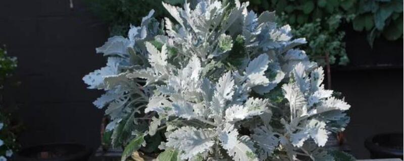 银叶菊蔫了怎么办 银叶菊枯萎