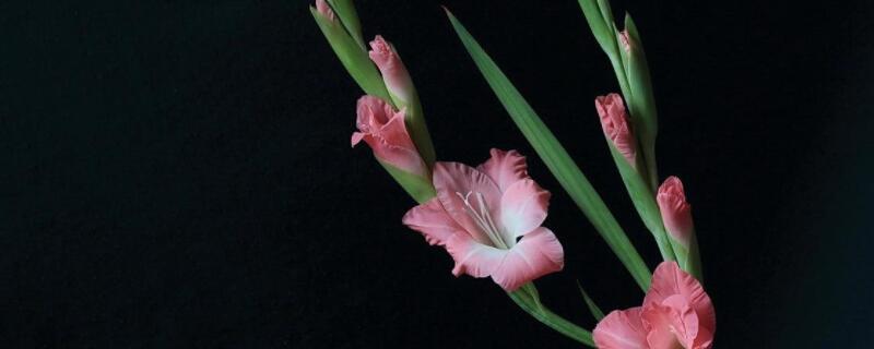 剑兰怎么修剪 剑兰花怎么修剪