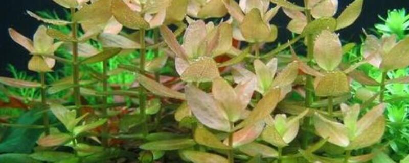 虎耳水草怎么养（怎样养好虎耳水草）