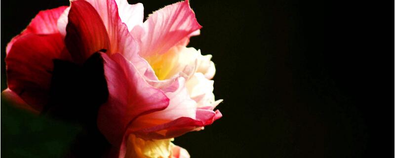 三醉芙蓉花养殖方法（三醉芙蓉可以盆栽吗）