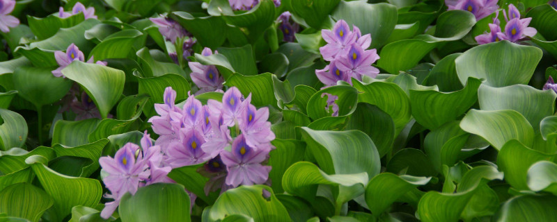 水葫芦怎么过冬 水葫芦怎么过冬?