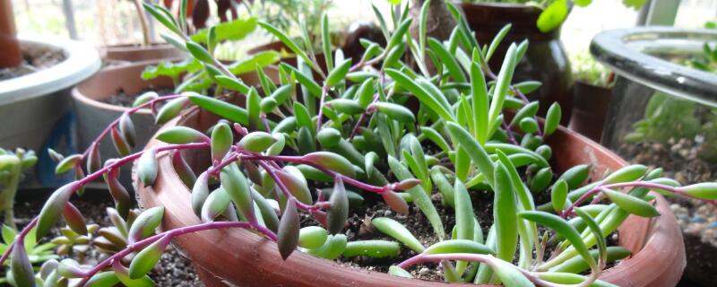 黄花新月怎么繁殖 黄花新月怎么养殖