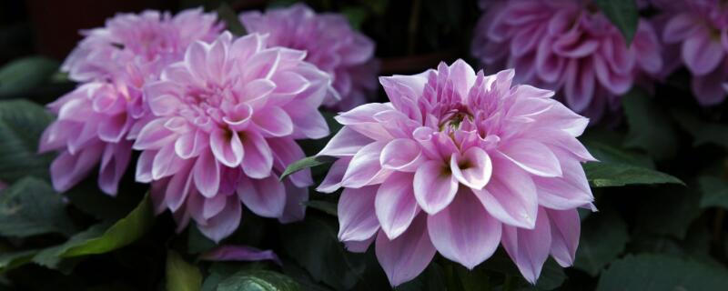 大丽花几月份发芽 大丽花多长时间发芽