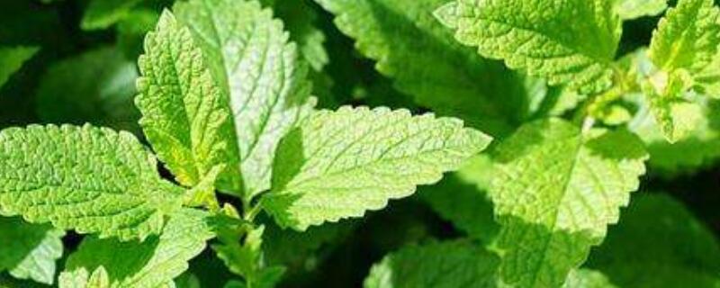 薄荷有驱蚊的功效吗（驱蚊薄荷有用吗）