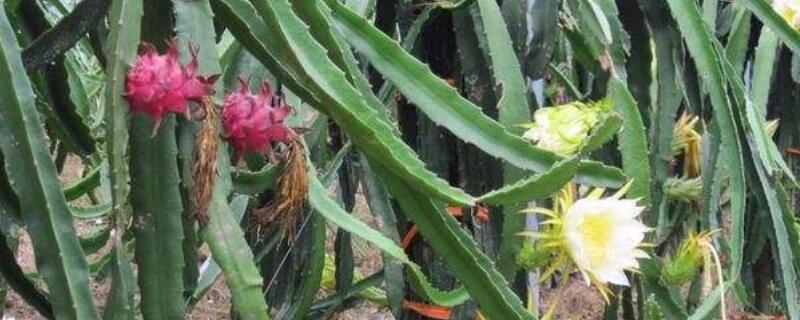 火龙果枝条发黄原因（火龙果枝干发黄）