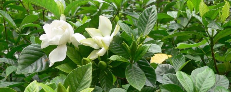 怎样养好小叶栀子(栀子花怎么养)