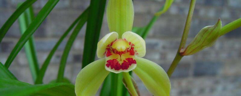 建兰的养殖方法（建兰的养殖方法和注意事项 盆栽）