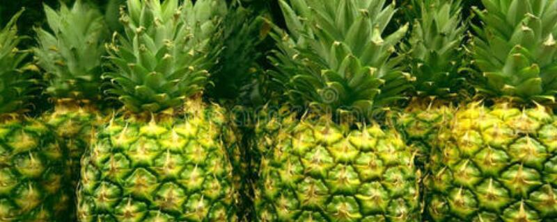 菠萝里有虫子吗（菠萝里的虫子是不是寄生虫）