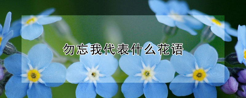 勿忘我代表什么花语（勿忘我代表的花语是什么意思）