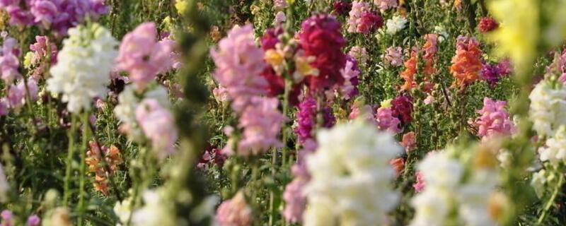 金鱼草水培怎么养（金鱼草能水培吗无土栽培）